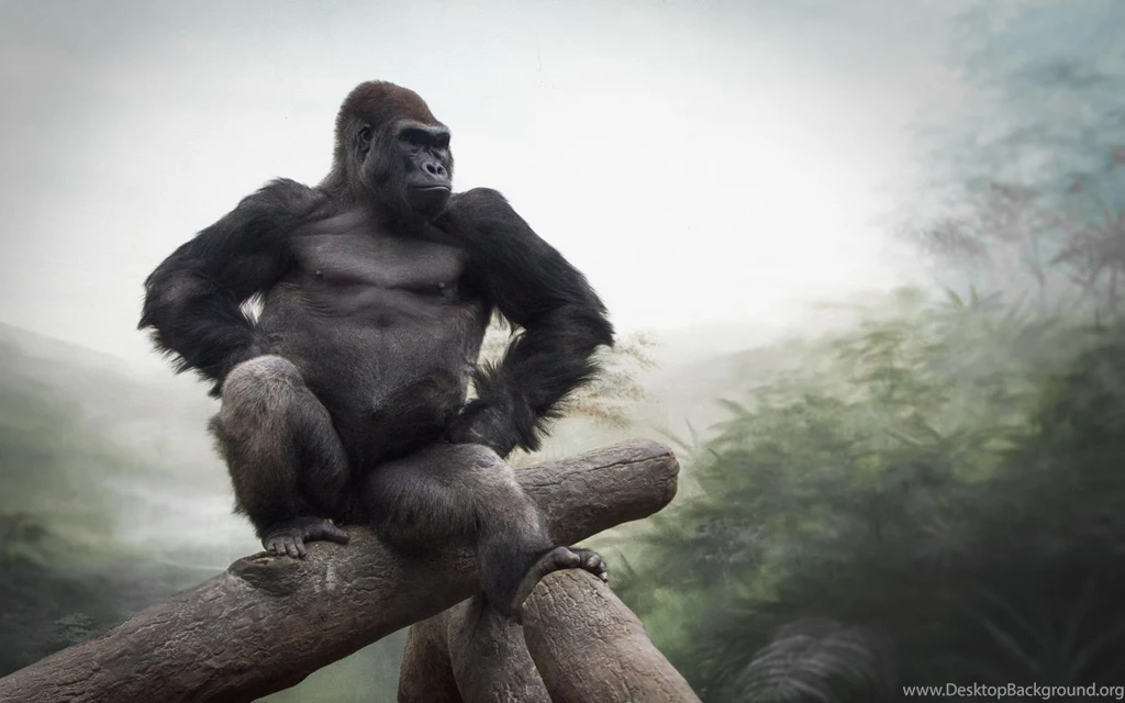 87 Gorilla HD Wallpapers