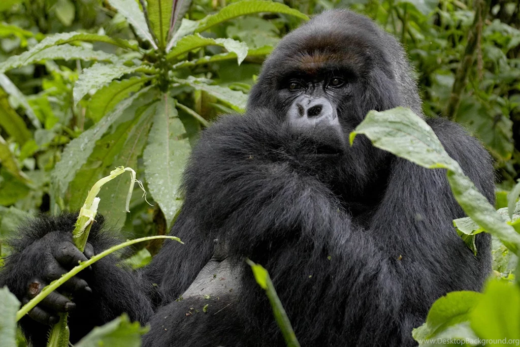 Gorilla Wallpapers   Animals Town