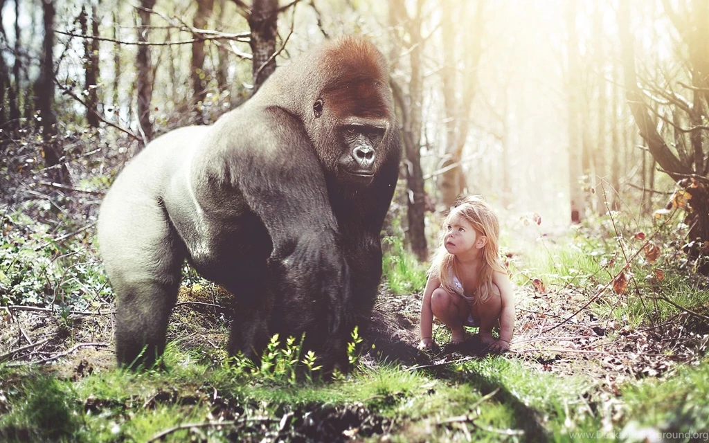Gorilla Computer Wallpapers, Desktop Backgrounds