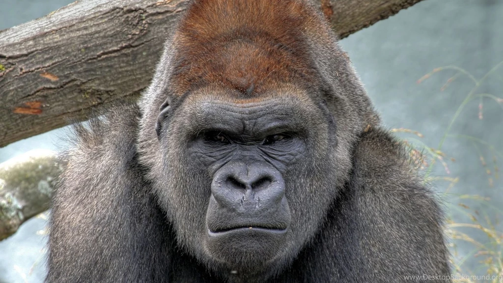 87 Gorilla HD Wallpapers