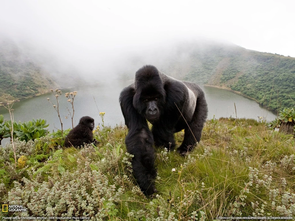 Silverback Gorillas Photo, Animals Wallpapers   National Geographic ...