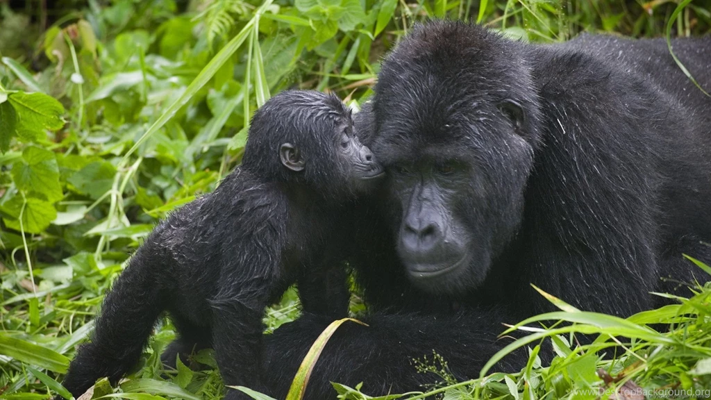 Gorilla Computer Wallpapers, Desktop Backgrounds