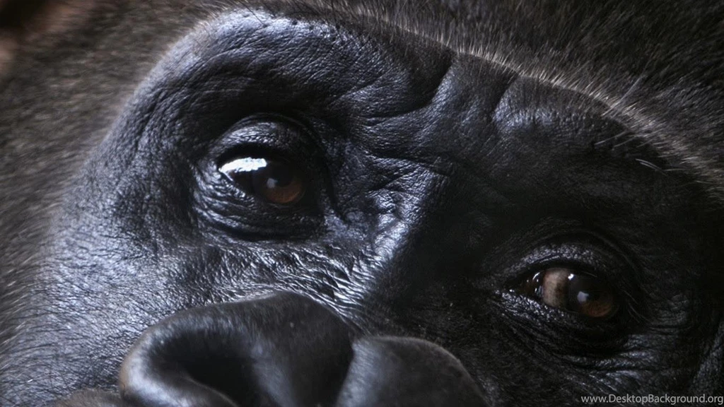 Wallpapers Eyes Of Gorilla   1366 X 768   Animals Pets Puppies ...