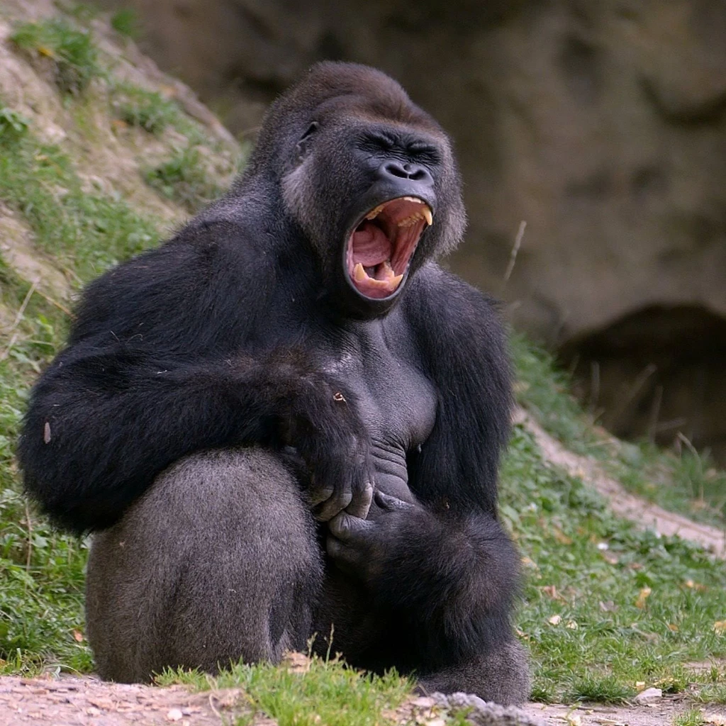 Download Wallpapers 2048x2048 Gorilla, Black, Monkey New iPad Air ...