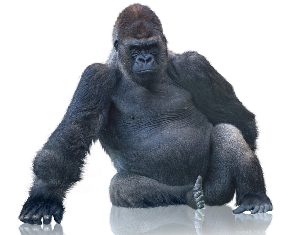 Gorilla Wallpapers