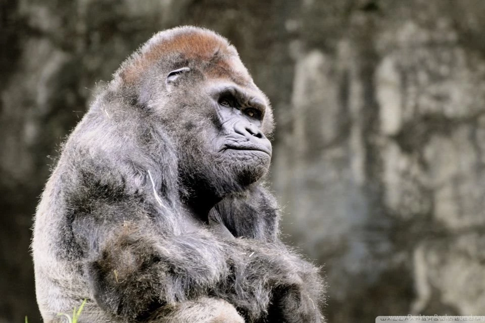 Thoughtful Gorilla HD Desktop Wallpapers : High Definition ...