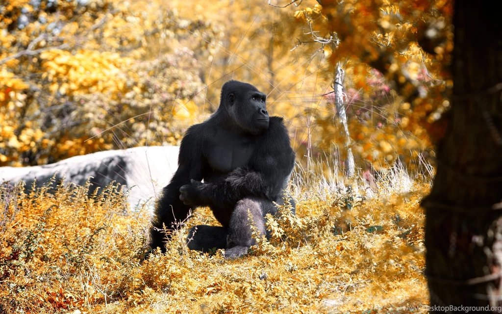 Gorilla Computer Wallpapers, Desktop Backgrounds