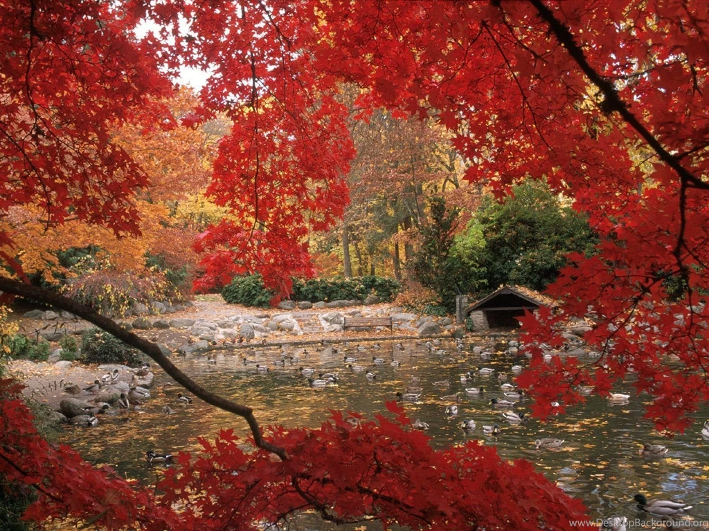 Autumn Computer Backgrounds