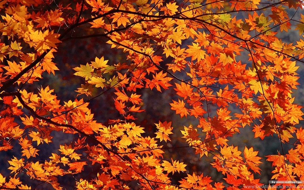 Autumn Desktop Wallpapers Widescreen : From Me To Your Desktop