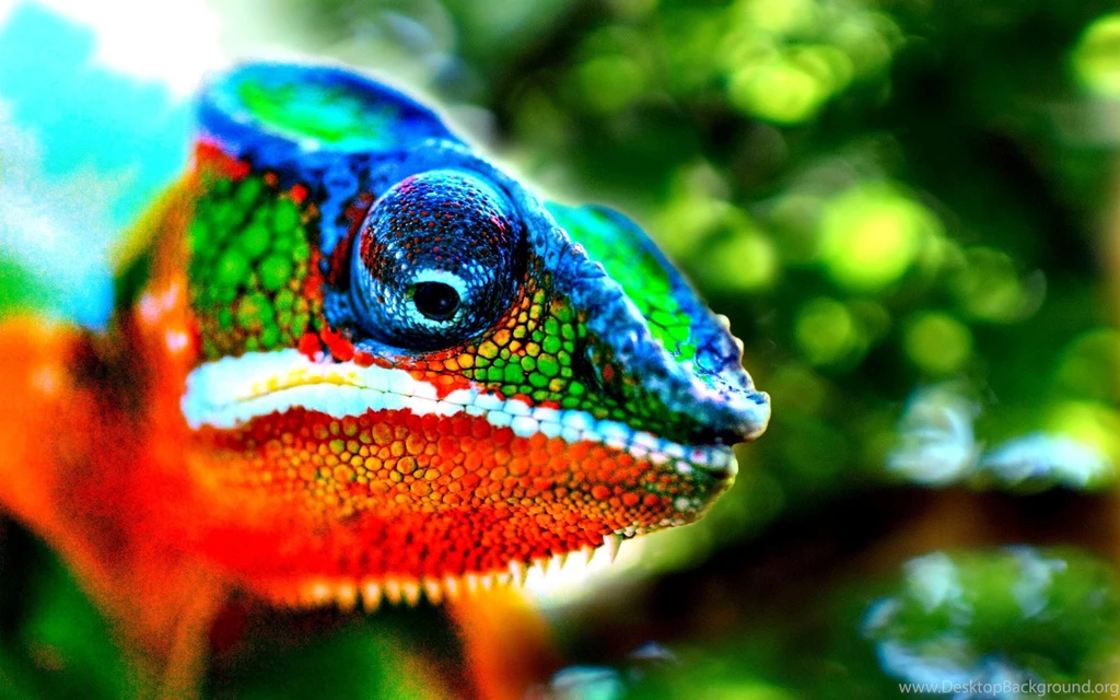 118 Chameleon HD Wallpapers