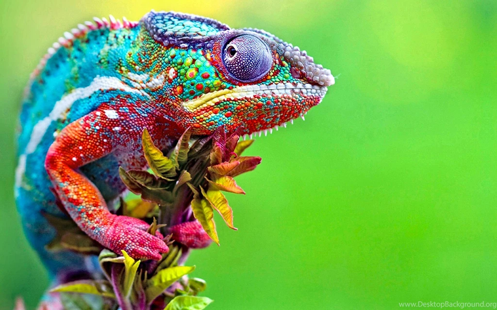 118 Chameleon HD Wallpapers