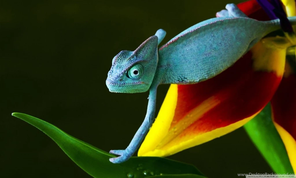 Blue Chameleon HD Desktop Wallpapers : Widescreen : High Definition ...