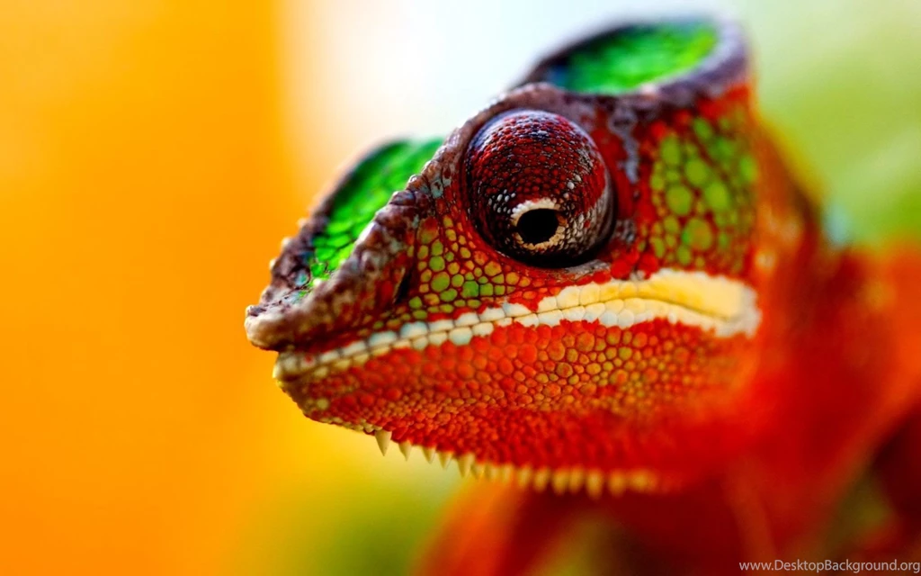 Chameleon Wallpapers