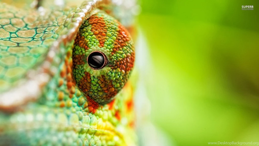 Chameleon Wallpapers Animal Wallpapers