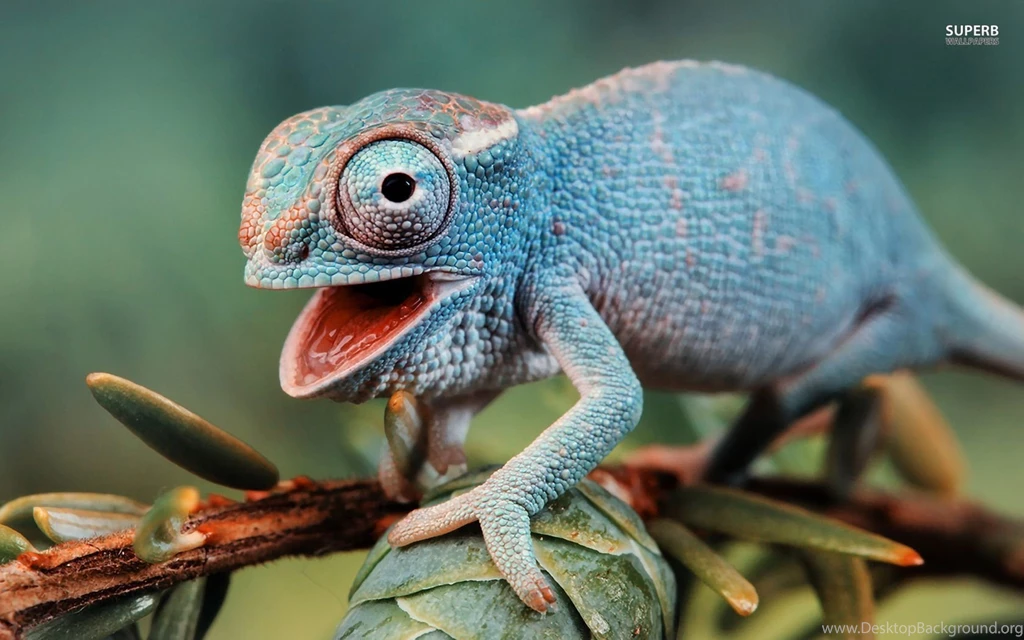 Cute Chameleon Wallpapers Animal Wallpapers
