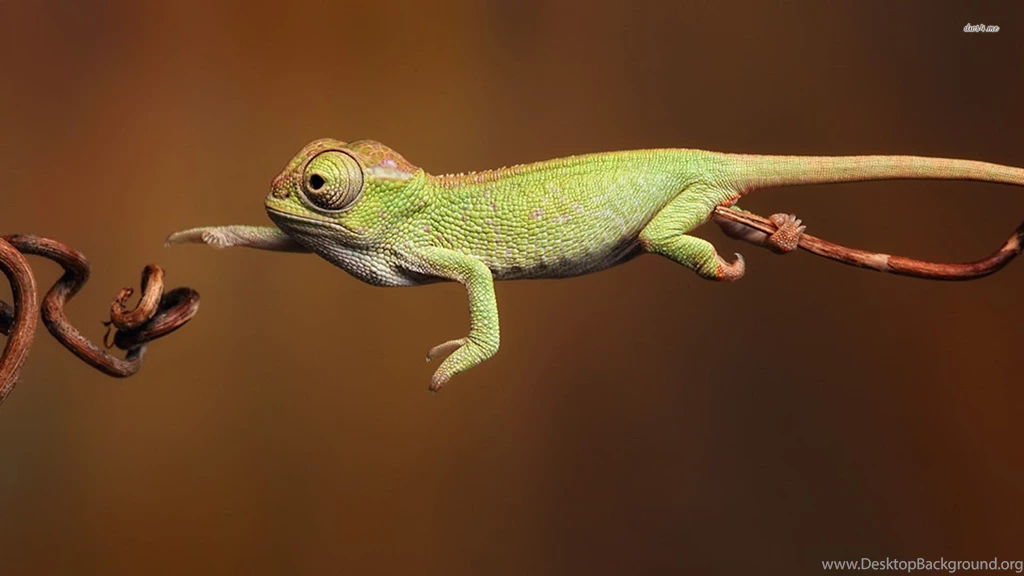 Chameleon Wallpapers Animal Wallpapers