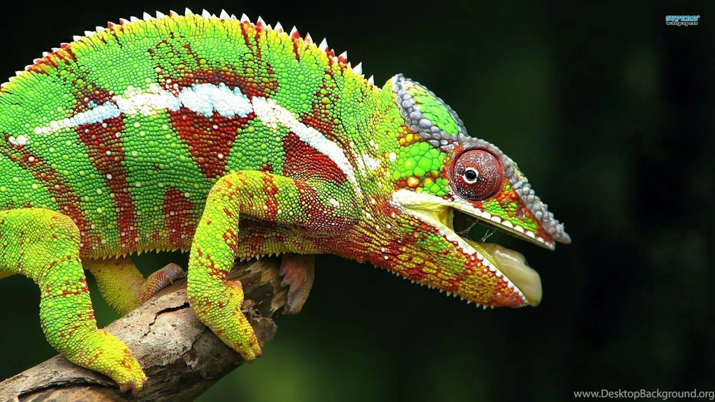 Chameleon Wallpapers Animal Wallpapers