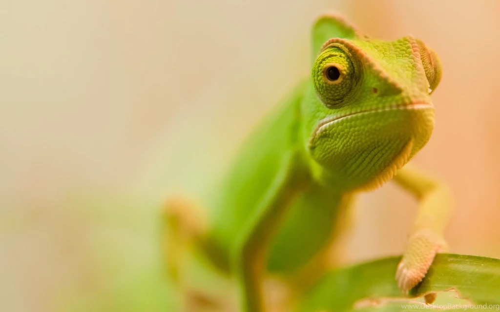 Green Chameleon Wallpapers