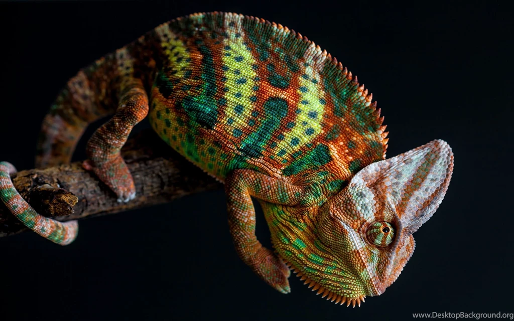 118 Chameleon HD Wallpapers