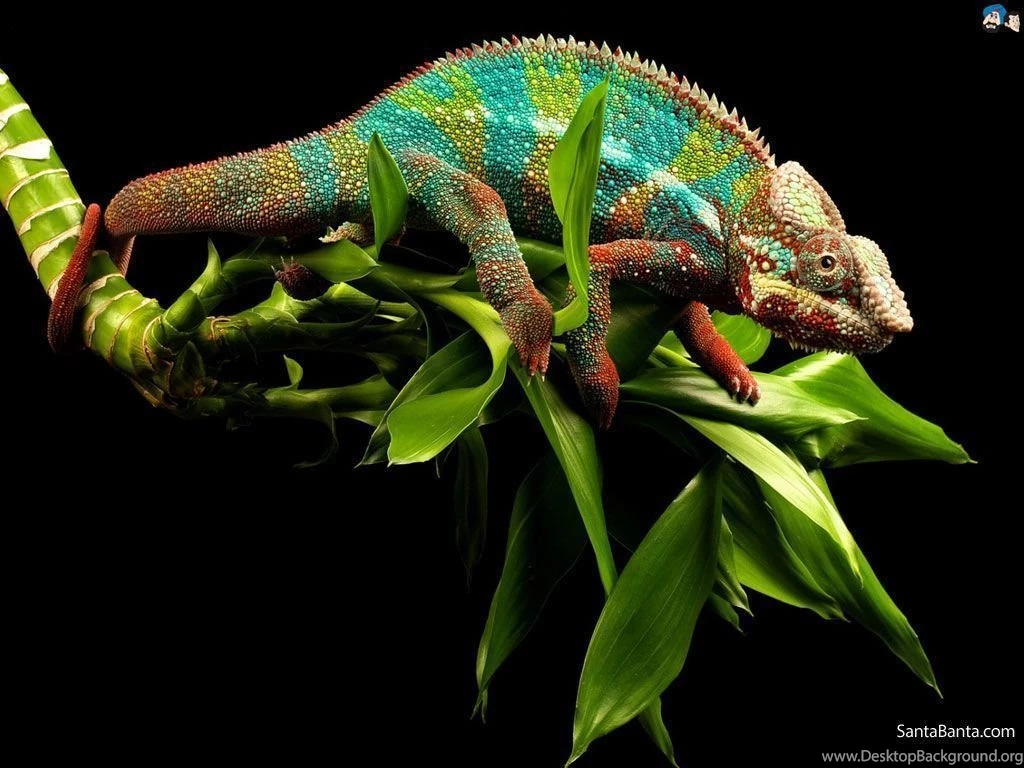 Chameleon Wallpapers