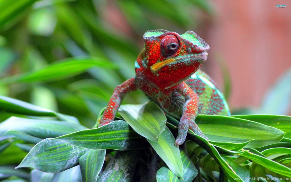 Chameleon Wallpapers Animal Wallpapers