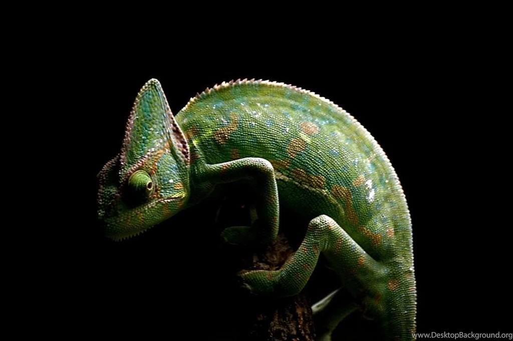 Free Wallpapers Yemen Chameleon