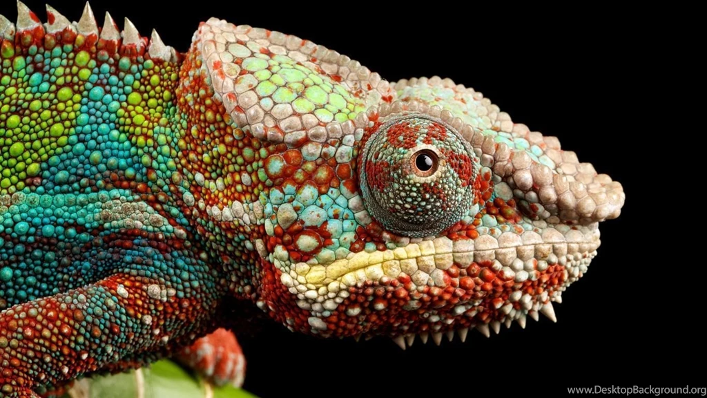 Download Wallpapers 1366x768 Reptile, Look, Chameleon Laptop ...