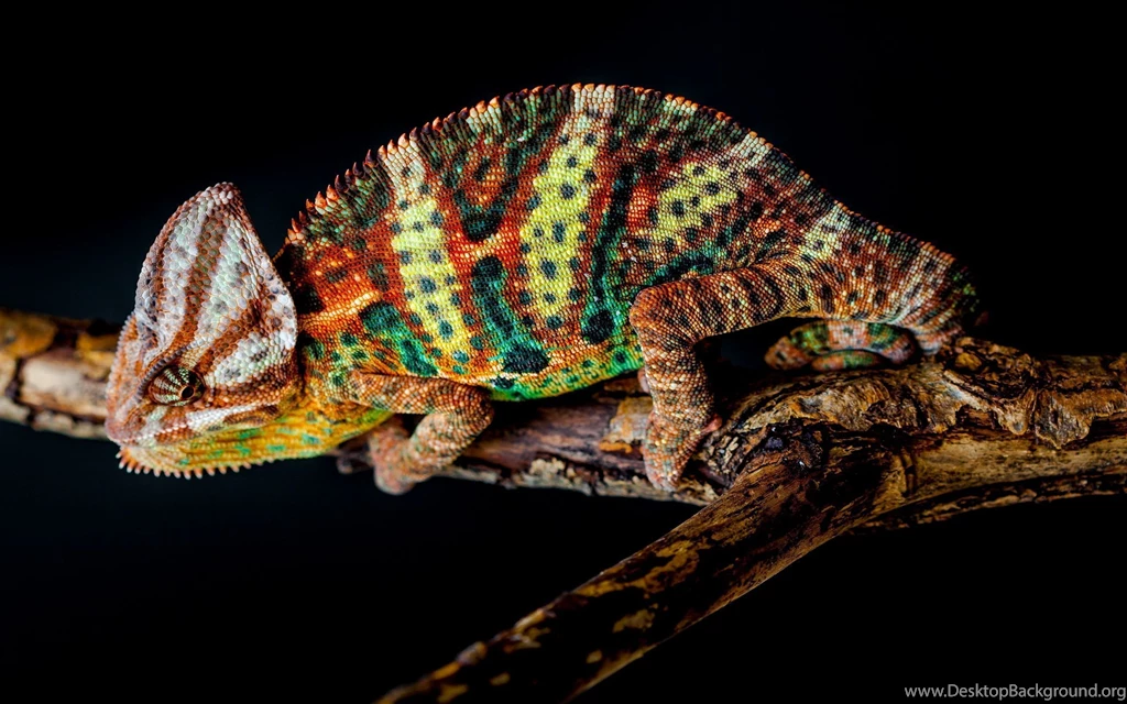 118 Chameleon HD Wallpapers