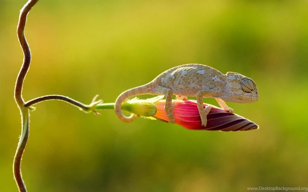 Chameleon (