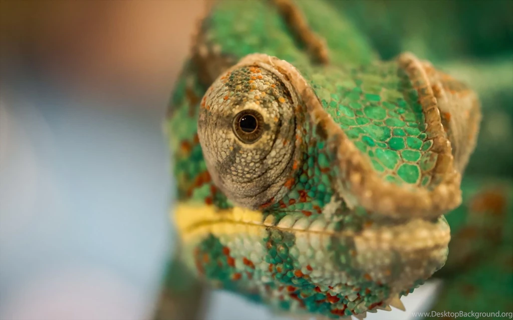 Chameleon Computer Wallpapers, Desktop Backgrounds