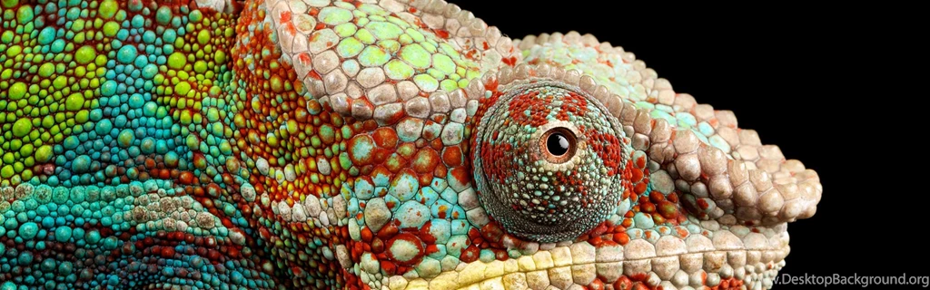 Download Wallpapers 3840x1200 Reptile, Look, Chameleon Dual Wide HD ...
