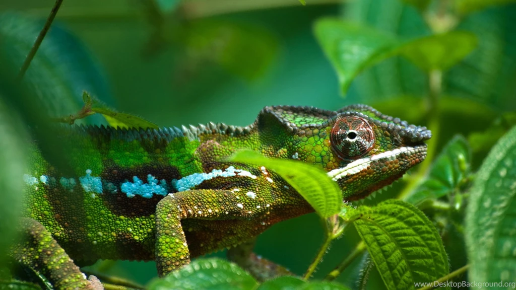 4K Ultra HD Chameleon Wallpapers HD, Desktop Backgrounds 3840x2160