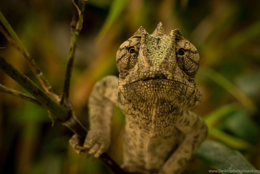 Chameleon Computer Wallpapers, Desktop Backgrounds