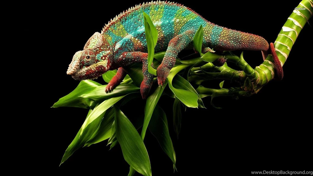 Chameleon On A Bamboo Wallpapers Animal Wallpapers