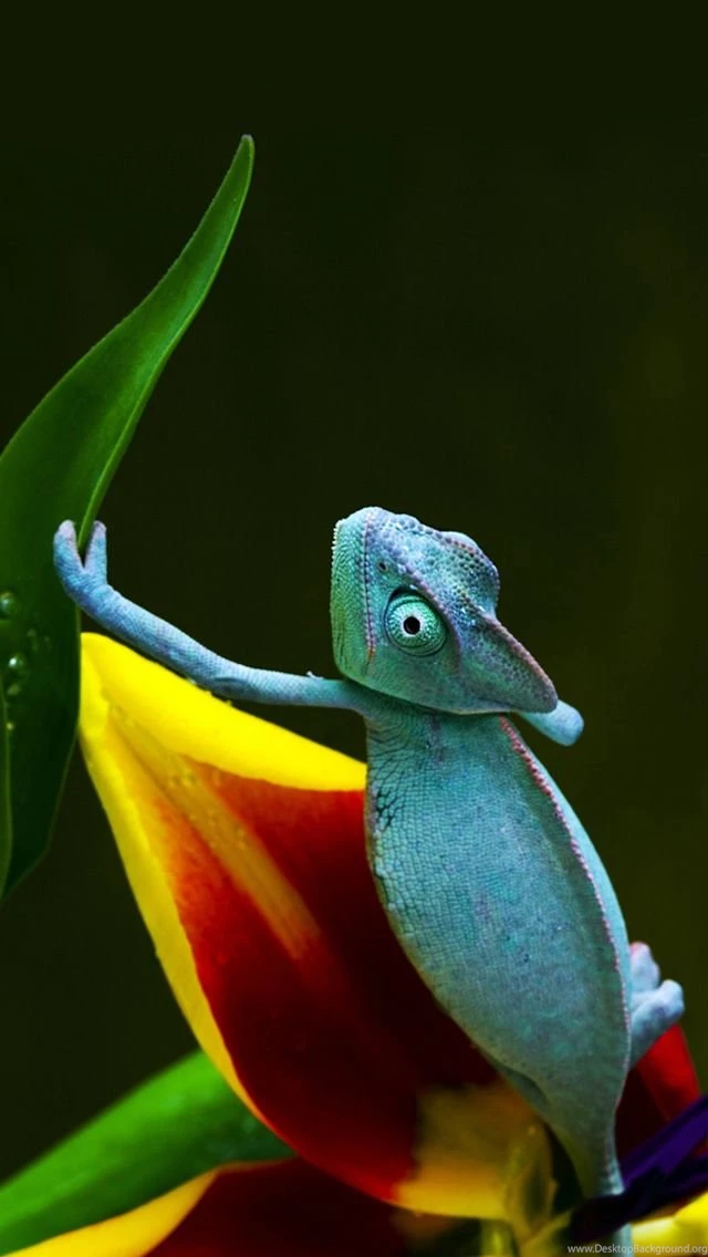 Blue Chameleon iPhone 5s Wallpapers Download