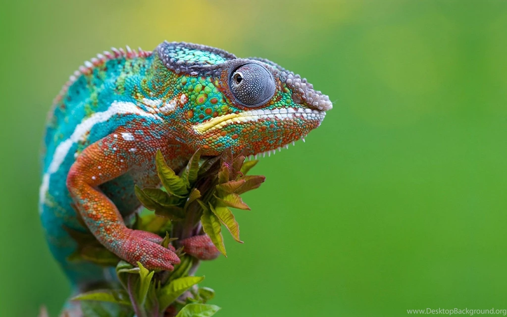 Chameleon Colorful HD Wallpapers