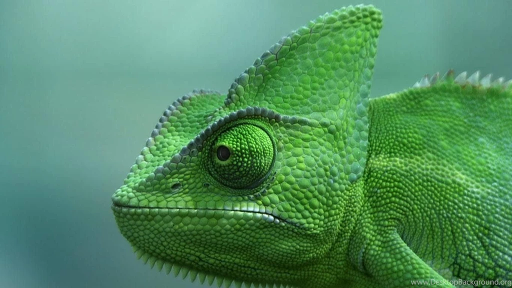 2 Veiled Chameleon HD Wallpapers