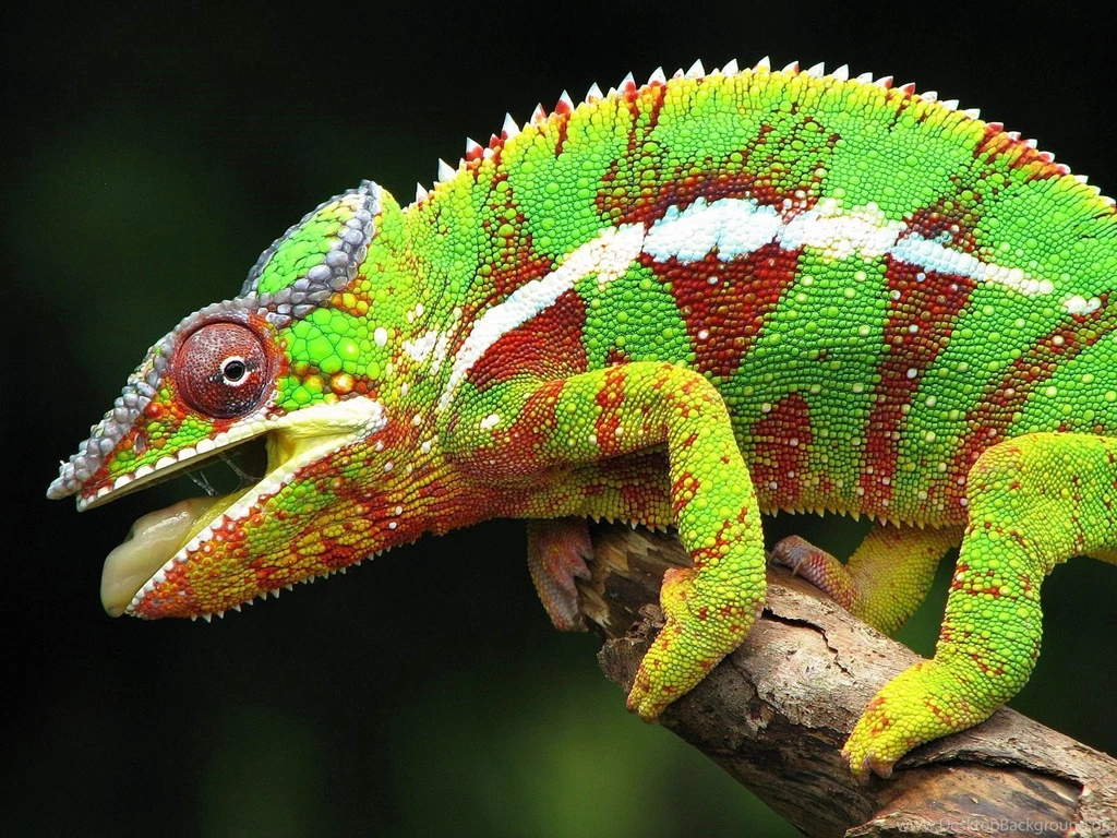 Chameleon   Animals Wallpapers (28906583)   Fanpop