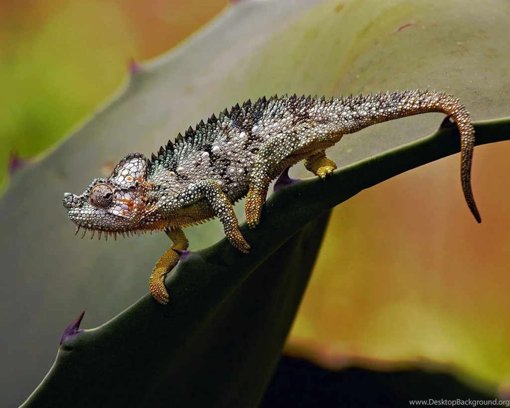 Chameleon Wallpapers 46074