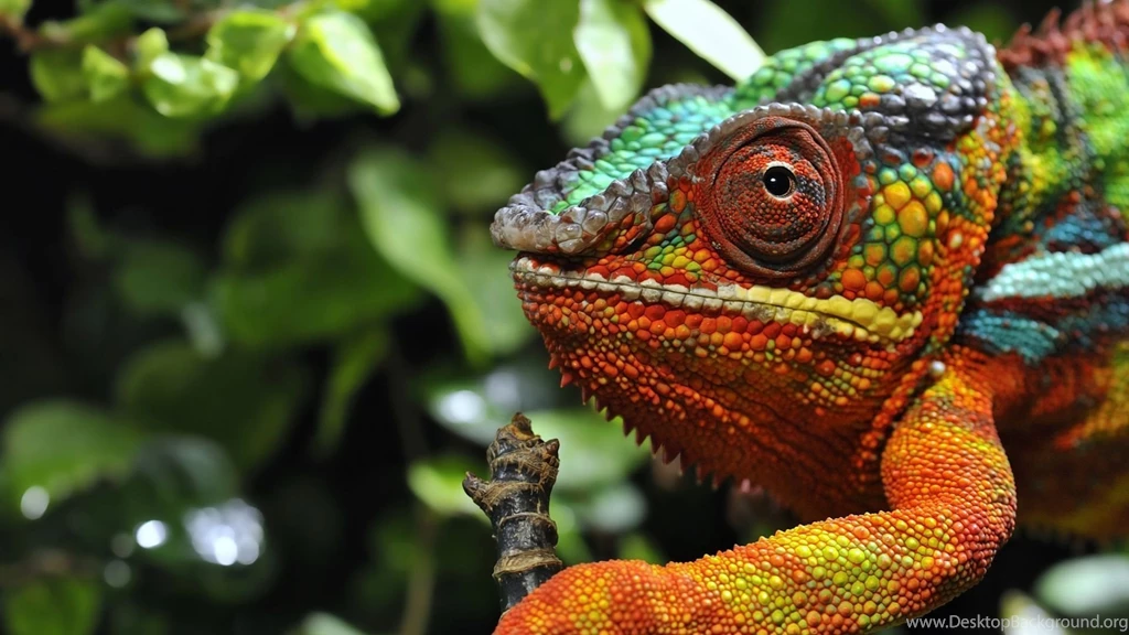 Full HD 1080p Chameleon Wallpapers HD, Desktop Backgrounds ...