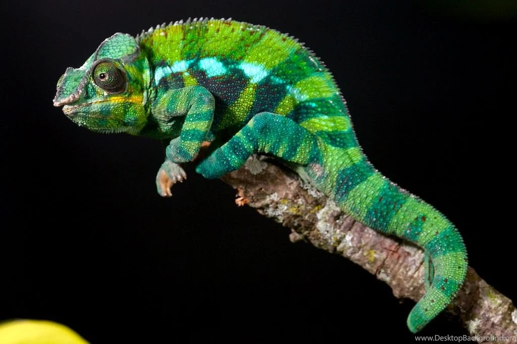 Panther Chameleon Wallpapers 156703