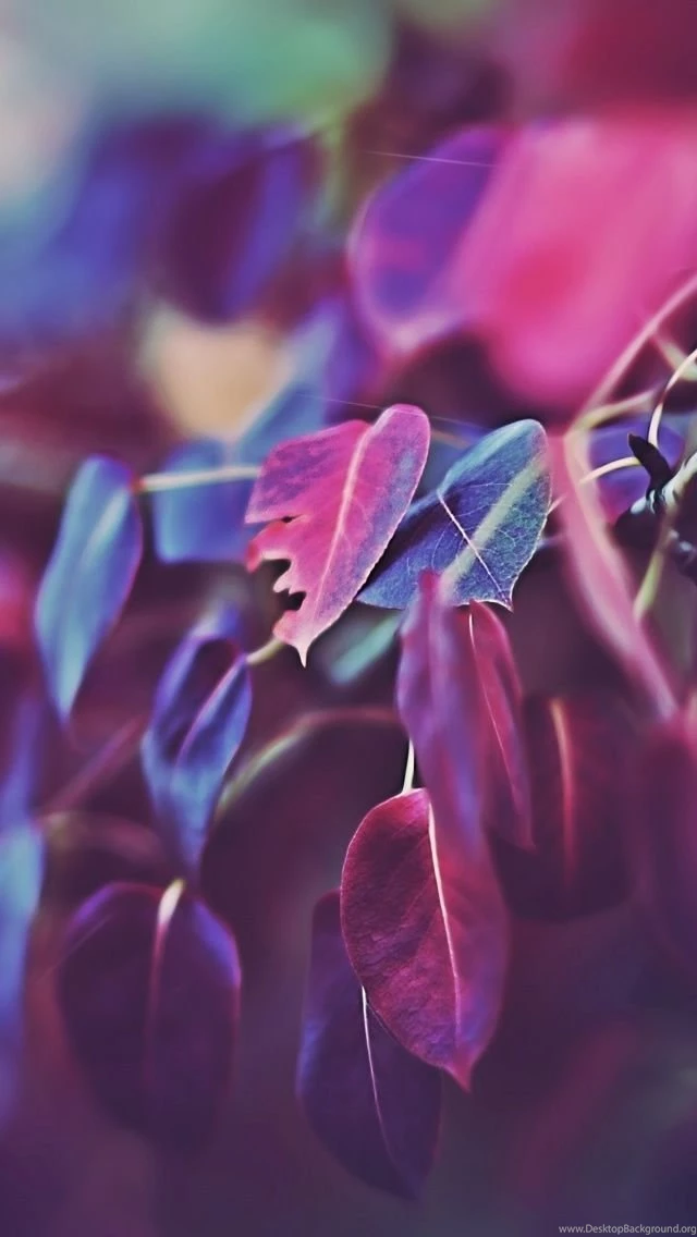 Purple iPhone 5s Wallpapers