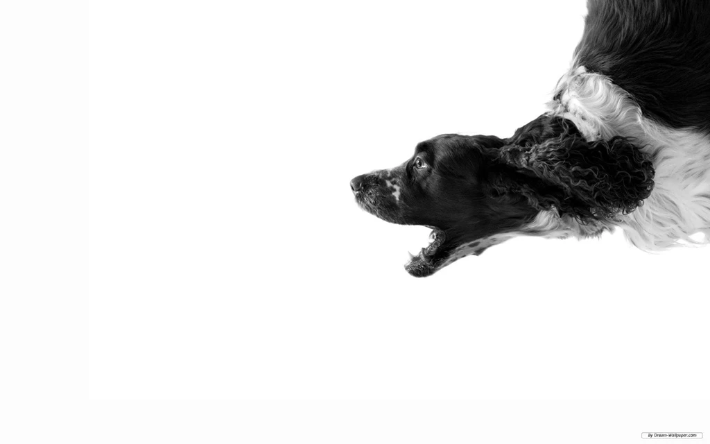 Download Abstract Dog Art White Wallpapers Desktop Mobile Free ...