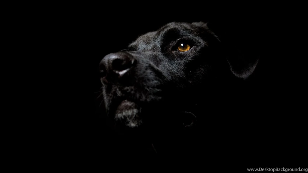 Black Dog Head On Black Backgrounds