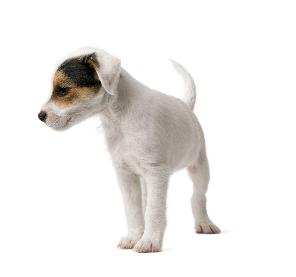 Top Dog White Background Images For Pinterest