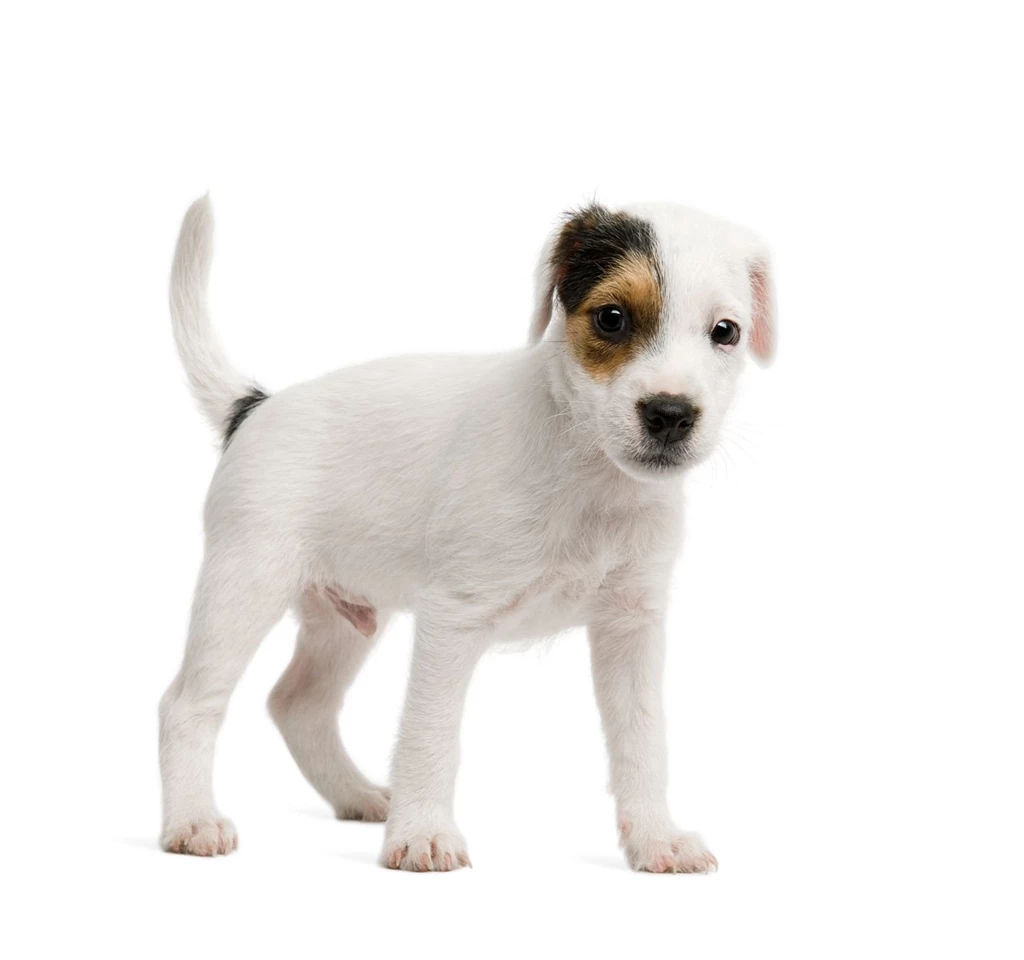 White Dog White Backgrounds 9