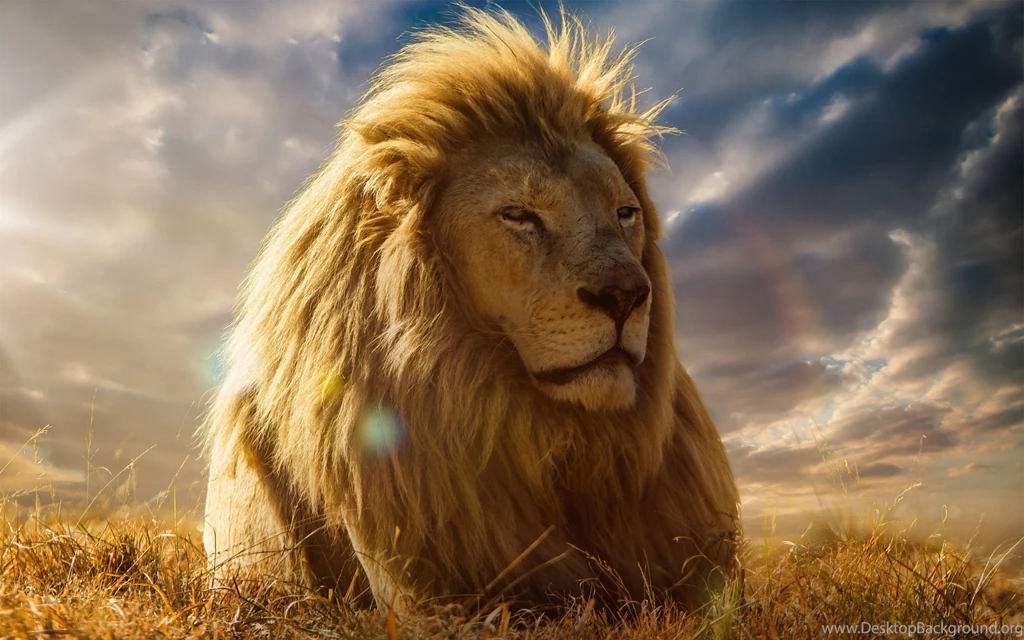 African Big Lion Wallpapers For Desktop In 1080p High Quality
