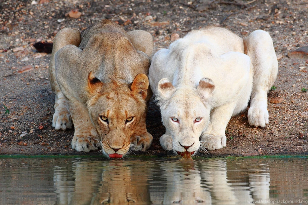 White Lion Wallpapers