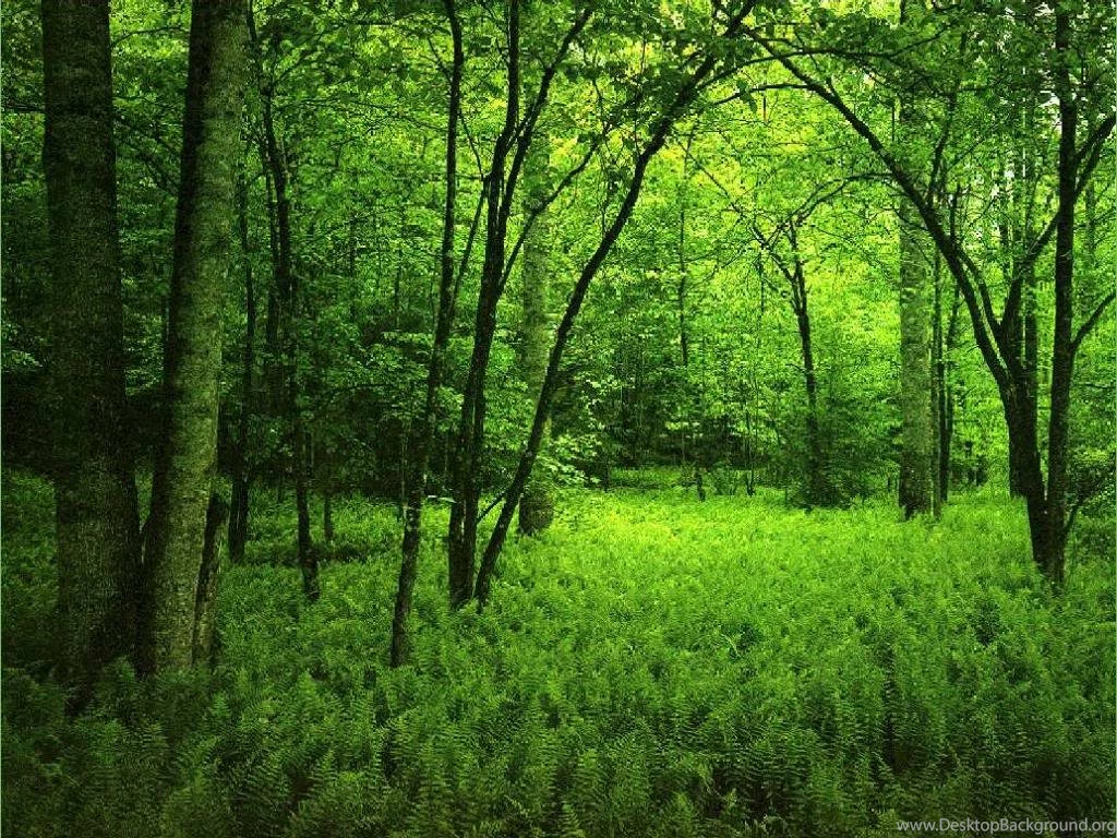 Nature Backgrounds Pictures, Images & Photos