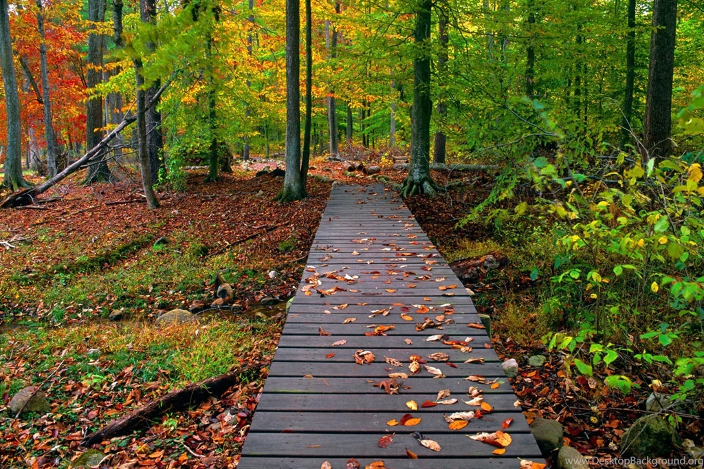 Fall nature backgrounds 21319 hd wallpapers MAPS